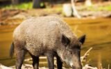 Georgia feral hog problem
