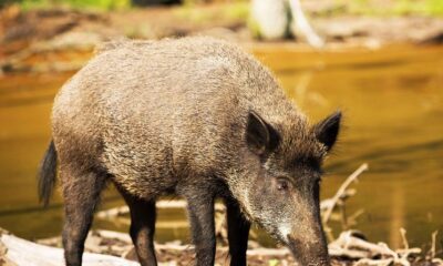 Georgia Farmers Battle Feral Hog Invasion Costing Millions