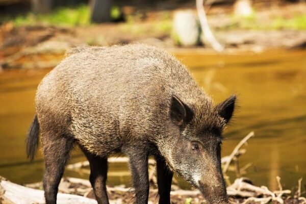Georgia feral hog problem