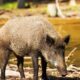 Georgia Farmers Battle Feral Hog Invasion Costing Millions