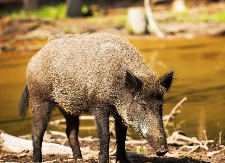Georgia feral hog problem