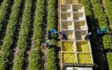 Georgia organic blueberry farm