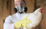 H5N1 bird flu outbreak India tigers leopards pet cats