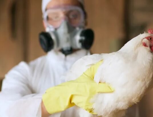 H5N1 bird flu outbreak India tigers leopards pet cats