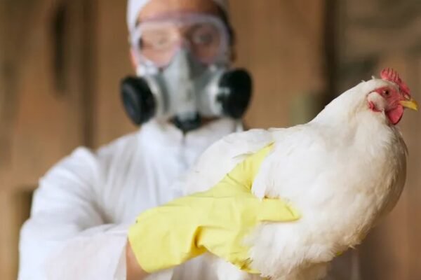 H5N1 bird flu outbreak India tigers leopards pet cats
