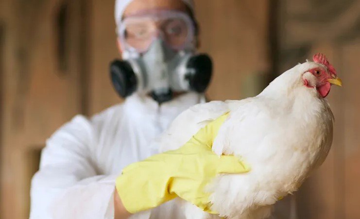 H5N1 bird flu outbreak India tigers leopards pet cats