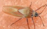 Insects may be tiny
