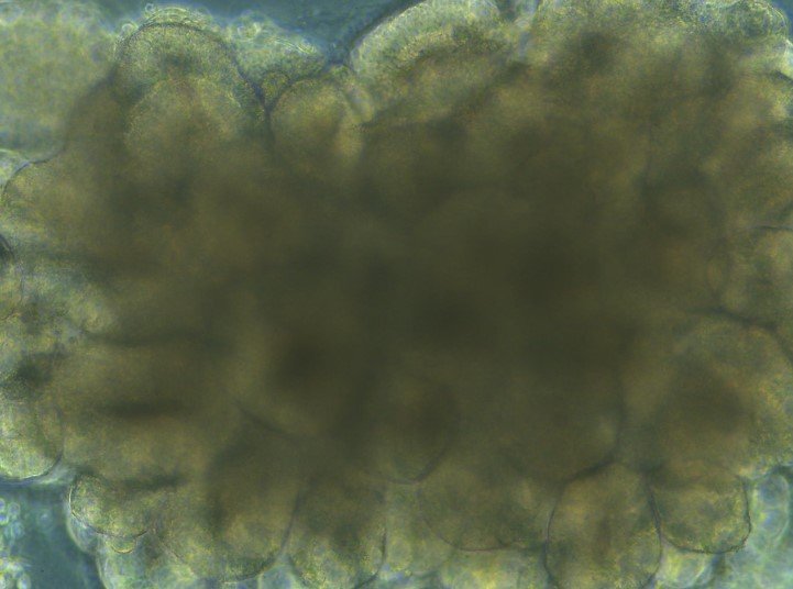 Oregon prion disease