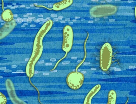 bacteria-oxygen-metabolism