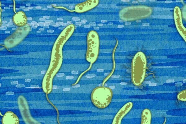 bacteria-oxygen-metabolism