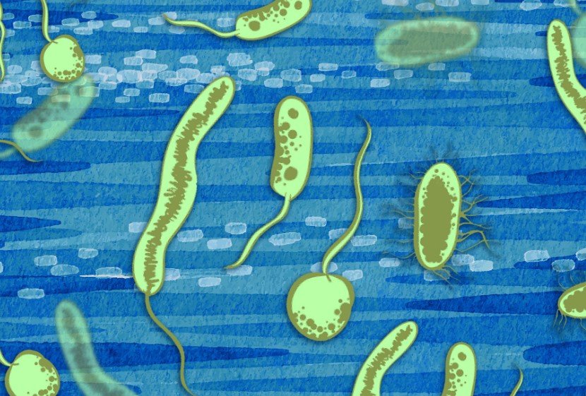 bacteria-oxygen-metabolism