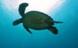cold-stunned-sea-turtles-release-jekyll-island