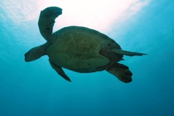 cold-stunned-sea-turtles-release-jekyll-island