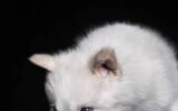 dire-wolf-revival-colossal-biosciences