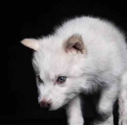 dire-wolf-revival-colossal-biosciences