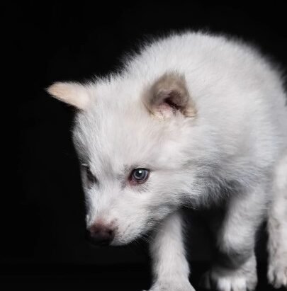 dire-wolf-revival-colossal-biosciences