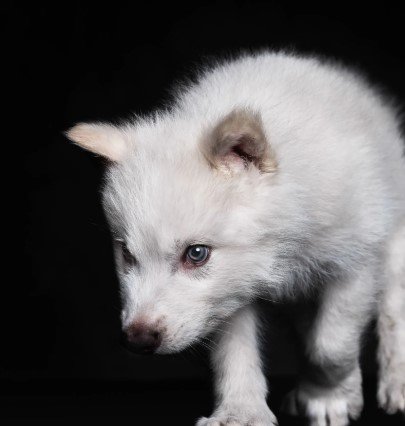 dire-wolf-revival-colossal-biosciences