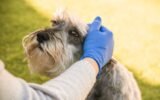 dog respiratory illness Georgia
