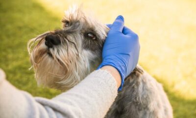 Mysterious Respiratory Illness Affecting Dogs in Georgia Stumps Veterinarians