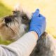 Mysterious Respiratory Illness Affecting Dogs in Georgia Stumps Veterinarians