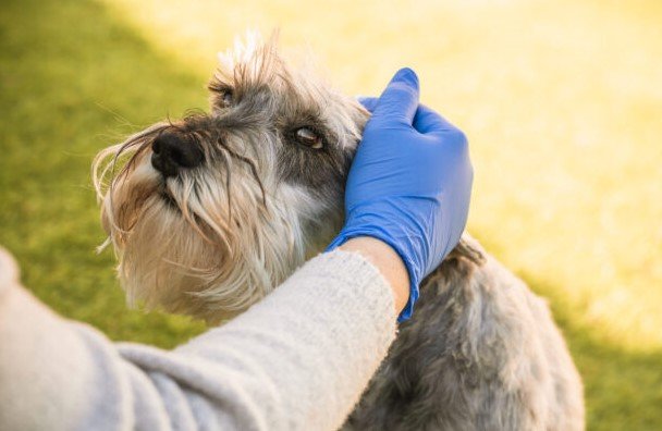 dog respiratory illness Georgia