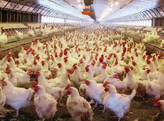 georgia poultry farm workers exporting chicken products