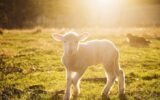 spring lambing season New York farm