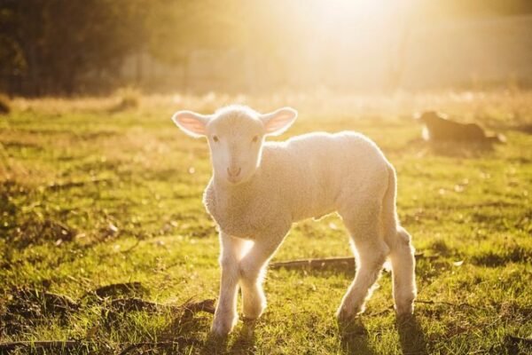 spring lambing season New York farm