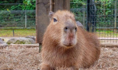 Capyfriends Cafe: Georgia's First Capybara Cafe Is Coming to Helen
