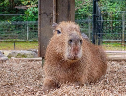 Capybara cafe Georgia