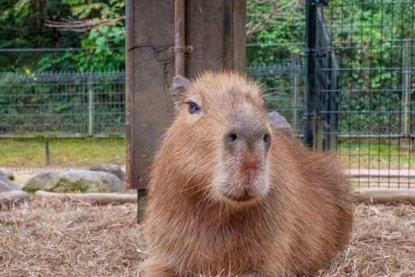 Capybara cafe Georgia