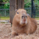 Capyfriends Cafe: Georgia's First Capybara Cafe Is Coming to Helen