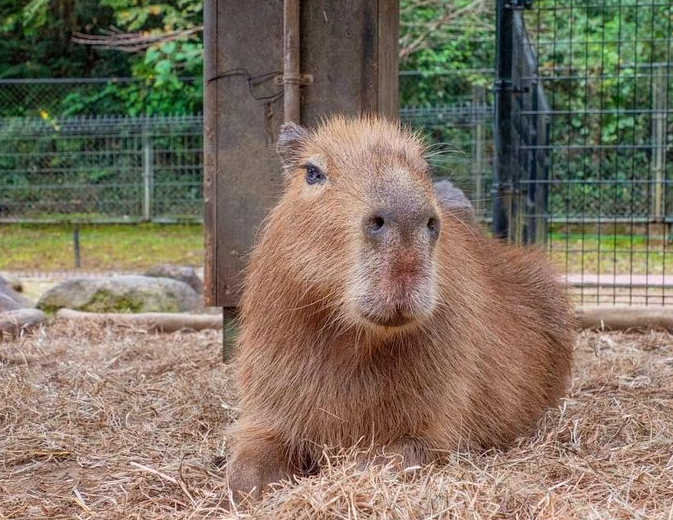 Capybara cafe Georgia