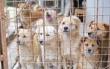 dogs and cats in animal shelter georgia