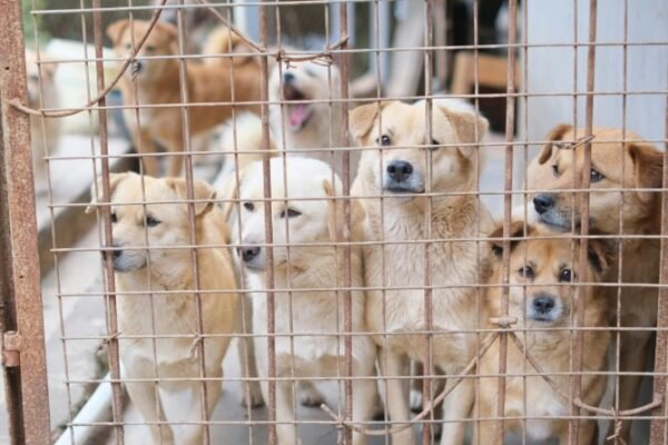 dogs and cats in animal shelter georgia
