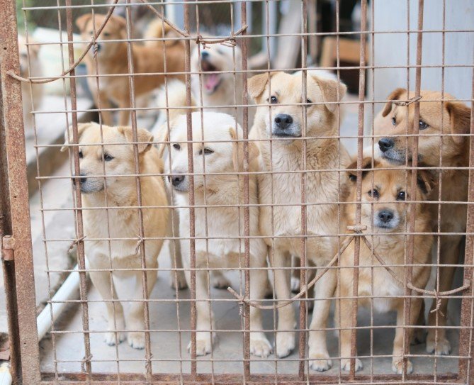 dogs and cats in animal shelter georgia