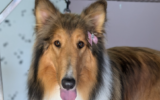 georgia animal shelter dog