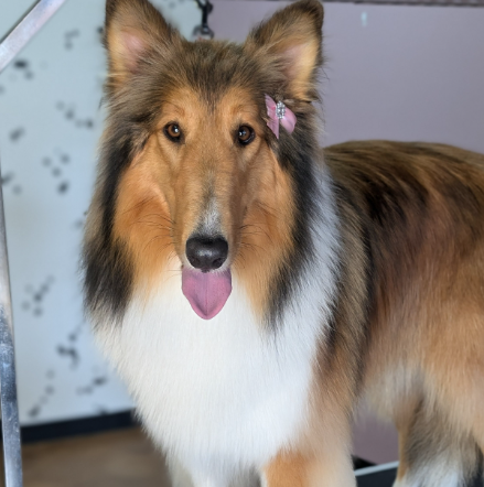 georgia animal shelter dog