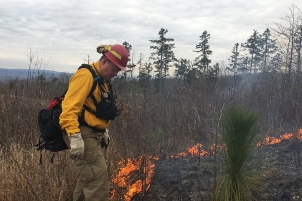 georgia wildfire forest fire