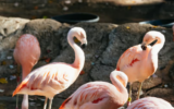 zoo atlanta snap benefits discount visitors