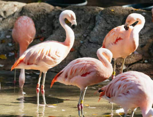 zoo atlanta snap benefits discount visitors