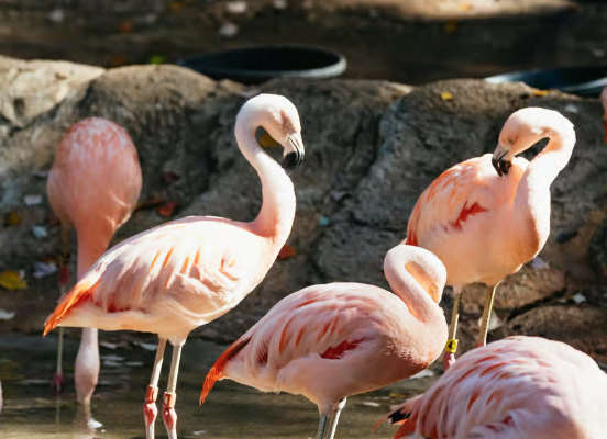 zoo atlanta snap benefits discount visitors