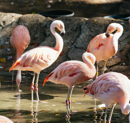 zoo atlanta snap benefits discount visitors