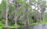 Okefenokee Swamp