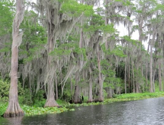 Okefenokee Swamp