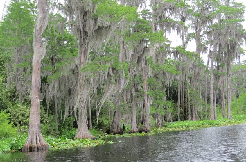 Okefenokee Swamp
