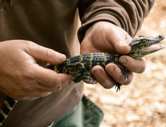 baby alligator in hand closeup