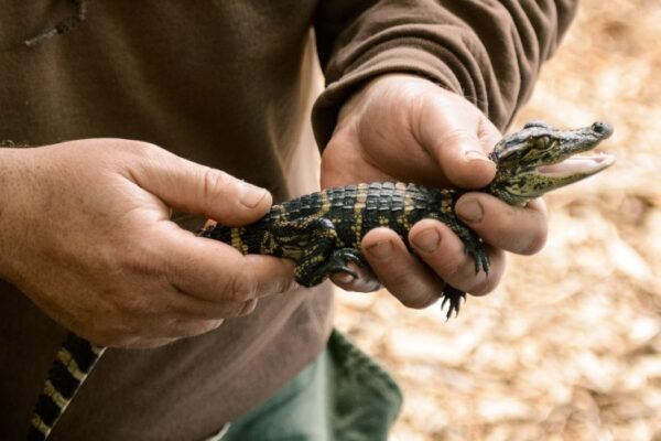 baby alligator in hand closeup