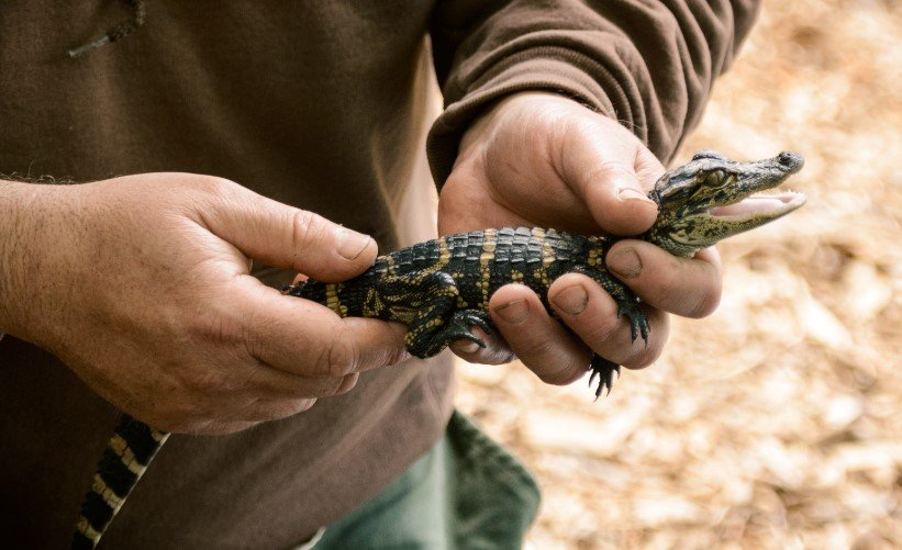 baby alligator in hand closeup