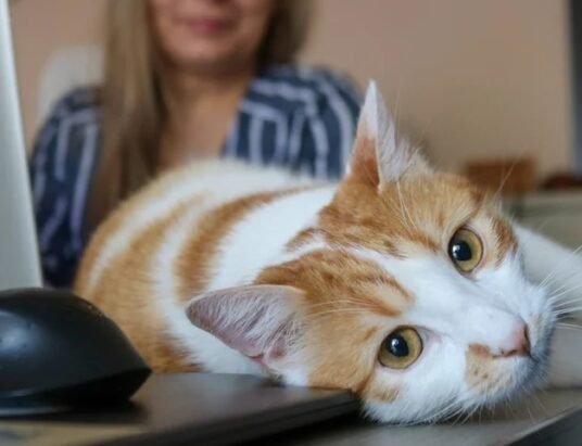 bird flu virus in cats